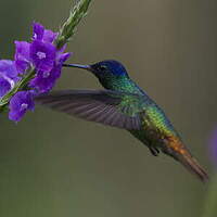 Colibri oenone