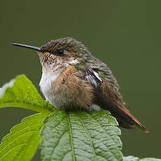 Colibri scintillant