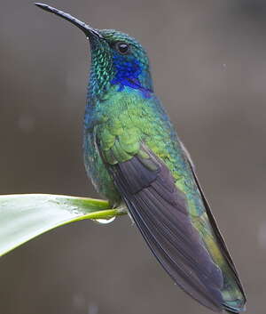 Colibri thalassin