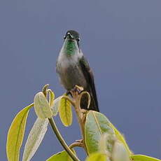 Colibri vert-d'eau