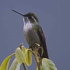 Colibri vert-d'eau