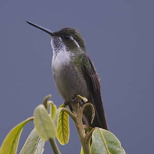 Colibri vert-d'eau