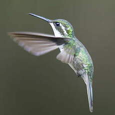 Colibri vert-d'eau