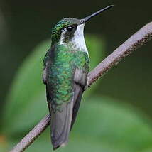 Colibri vert-d'eau