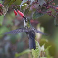 Colibri vert-d'eau