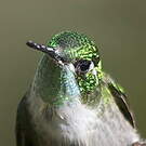 Colibri vert-d'eau