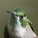 Colibri vert-d'eau