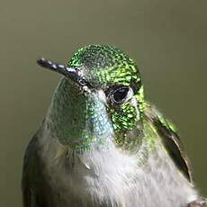 Colibri vert-d'eau