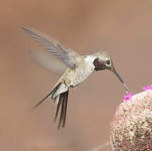 Colibri vesper