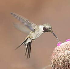 Colibri vesper