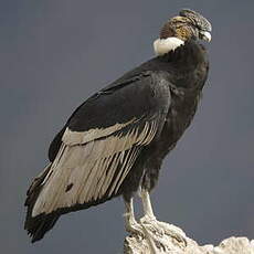 Condor des Andes