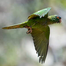 Conure à tête bleue