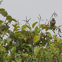 Conure de Molina