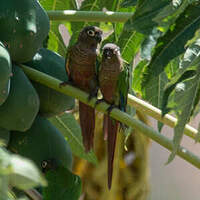 Conure de Molina