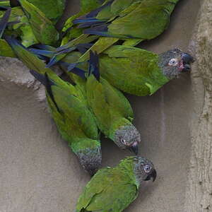 Conure de Weddell