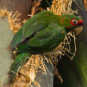 Conure mitrée