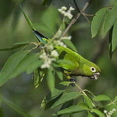 Conure naine