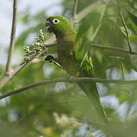 Conure naine