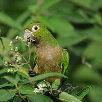 Conure naine