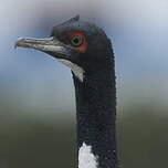 Cormoran de Bougainville