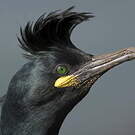 Cormoran huppé