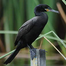 Cormoran vigua