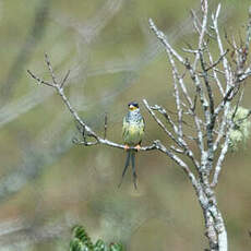 Cotinga à queue fourchue