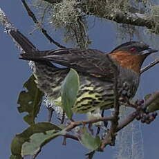 Cotinga à tête rousse