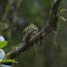 Cotinga barré