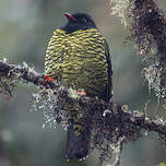 Cotinga barré