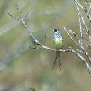 Cotinga de Bolivie