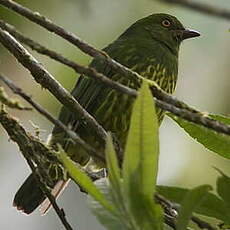 Cotinga de Lubomirsk