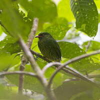 Cotinga jucunda