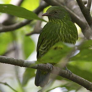 Cotinga masqué