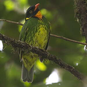 Cotinga masqué