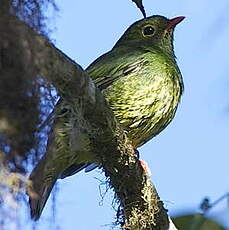 Cotinga vert et noir