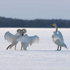 Cygne chanteur