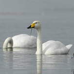 Cygne chanteur