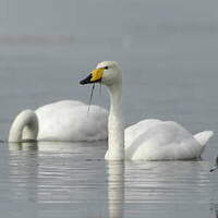 Cygne chanteur