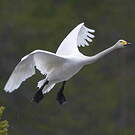 Cygne chanteur