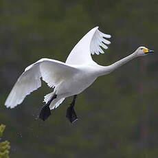 Cygne chanteur