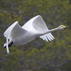 Cygne chanteur