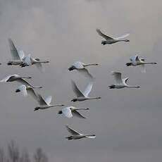 Cygne de Bewick