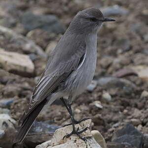 Dormilon gris