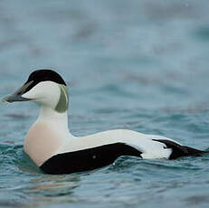 Eider à duvet