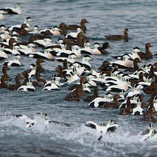 Eider à duvet