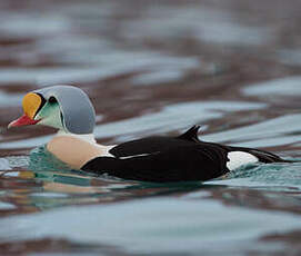 Eider à tête grise