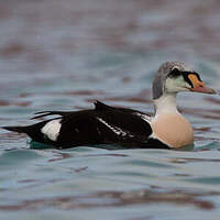 Eider à tête grise