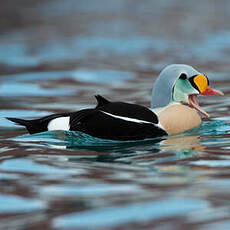 Eider à tête grise