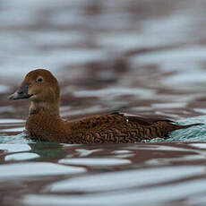 Eider à tête grise